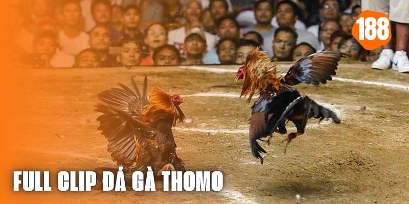 Full clip đá gà Thomo - Trận đấu đỉnh cao không thể bỏ lỡ 188bet